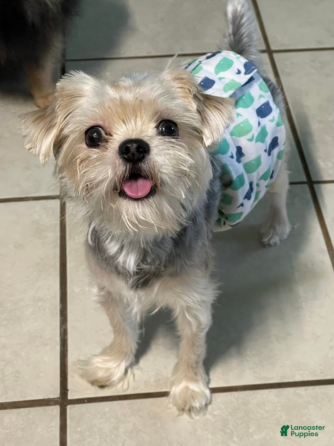 Morkie dogs for sale: Itachi - Image 4
