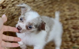 Chihuahua dogs for sale: Cyrus - Image 12
