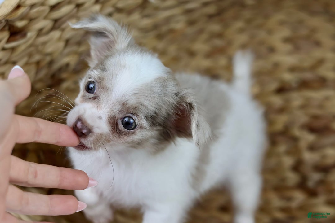 Chihuahua dogs for sale: Cyrus - Image 12