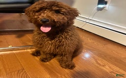 Miniature Poodle dogs for sale: Gucci - Image 1