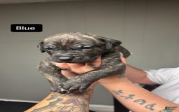 Cane Corso dogs for sale: Blue - Image 1