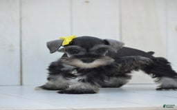 Miniature Schnauzer dogs for sale: Terra - Image 2