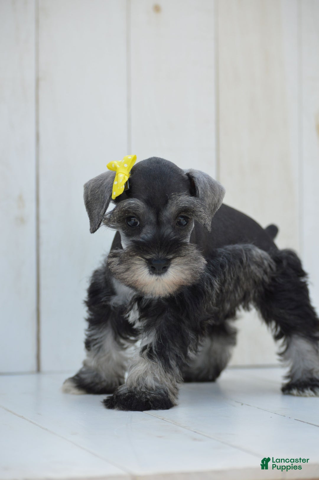 Miniature Schnauzer dogs for sale: Terra - Image 2