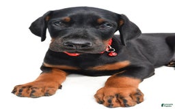 Doberman Pinscher dogs for sale: Mason - Image 4