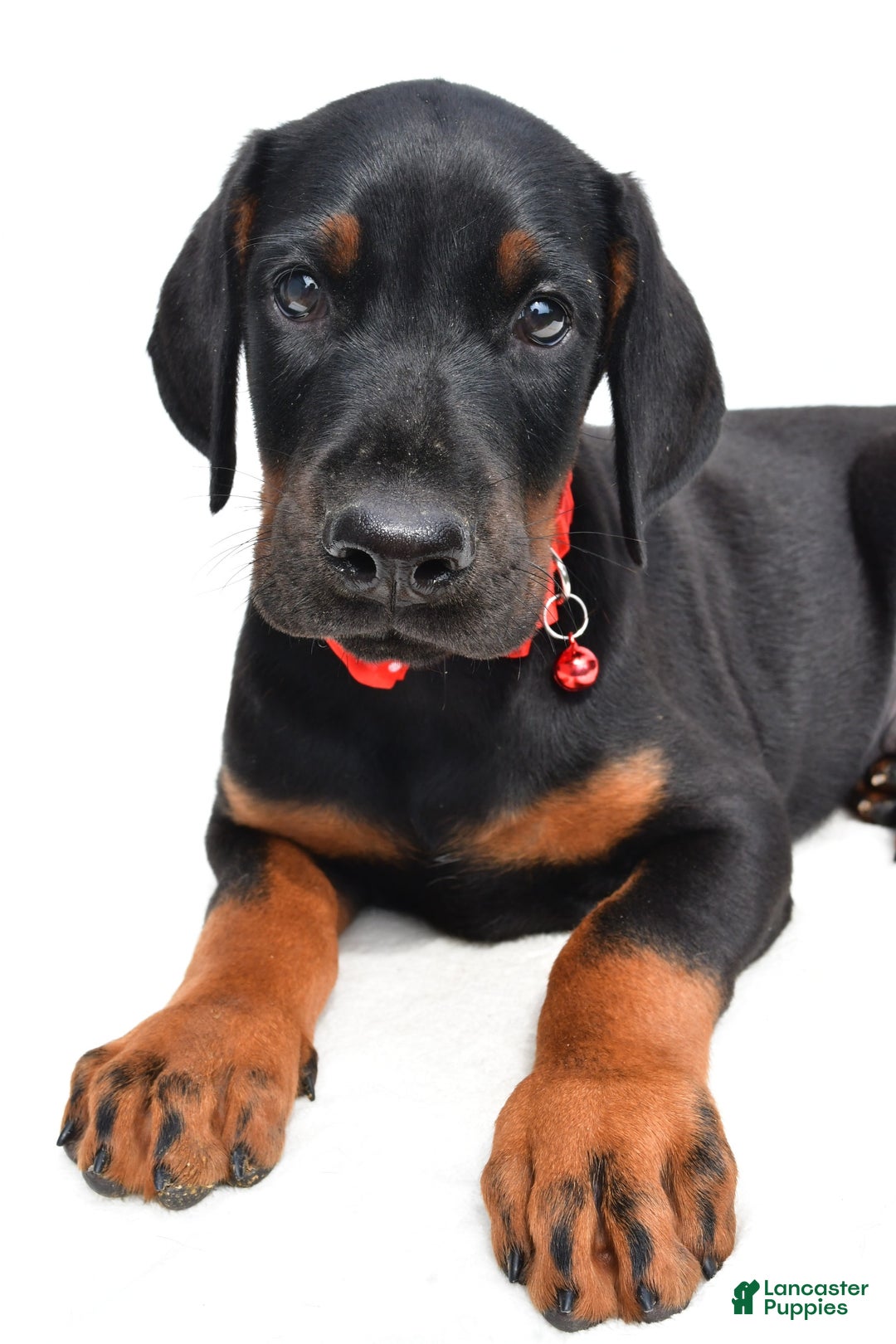 Doberman Pinscher dogs for sale: Mason - Image 4