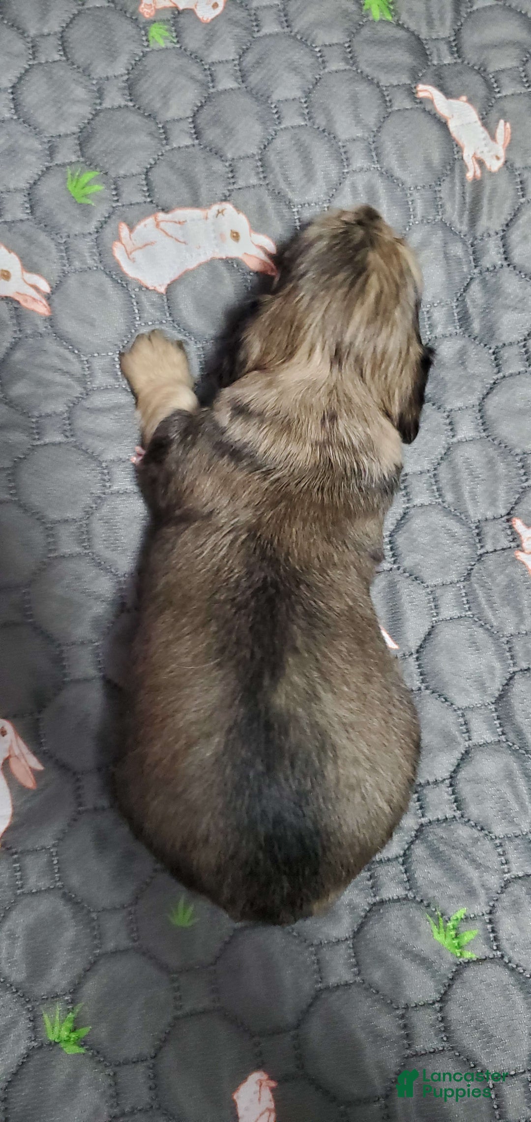 Miniature Dachshund dogs for sale: Karl - Image 6