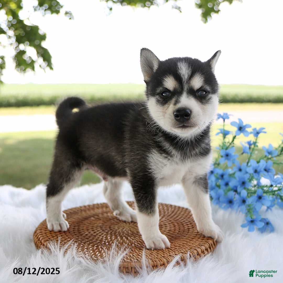 Alaskan Klee Kai dogs for sale: Cooper - Image 1