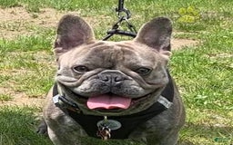 French Bulldog dogs for sale: Teddy - Image 4