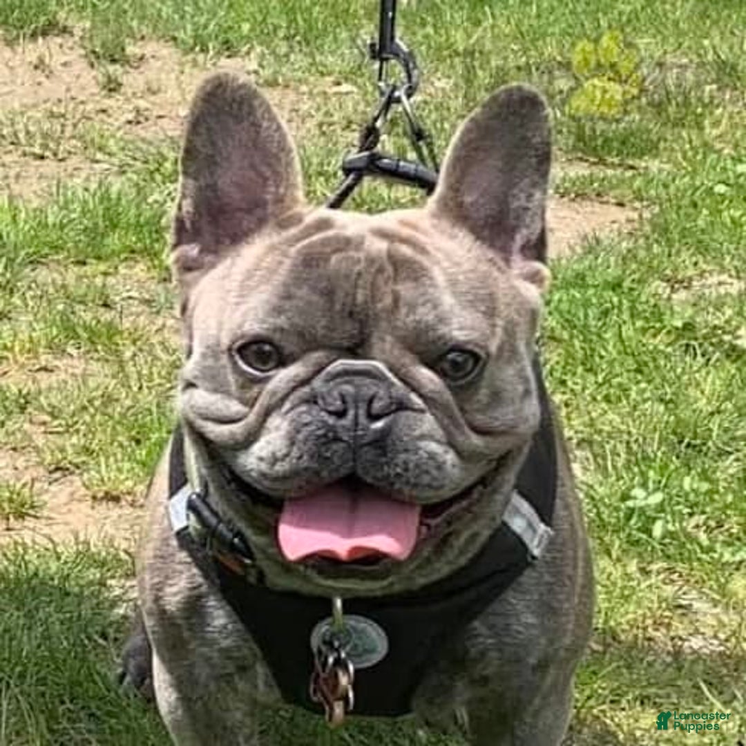French Bulldog dogs for sale: Teddy - Image 4