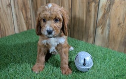 Cavapoo dogs for sale: Honeycomb Girl 9 - Image 13