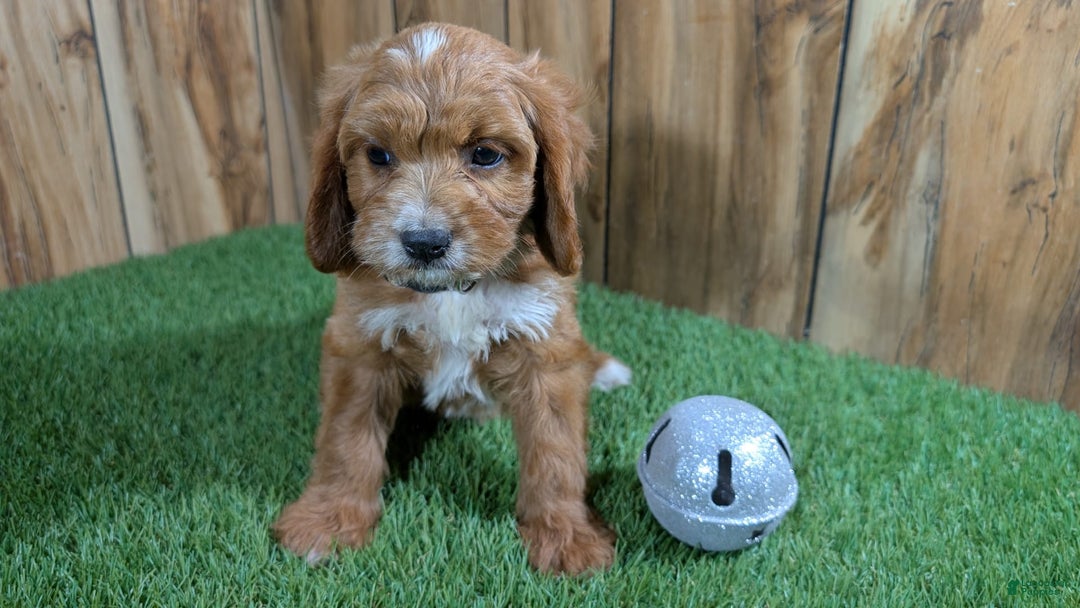Cavapoo dogs for sale: Honeycomb Girl 9 - Image 13
