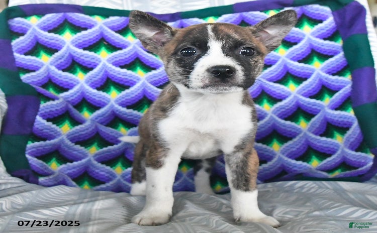 Boston Terrier dogs for sale - Ad 5
