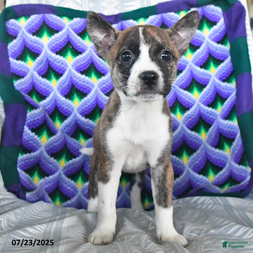Boston Terrier dogs for sale: Blossom - Image 1