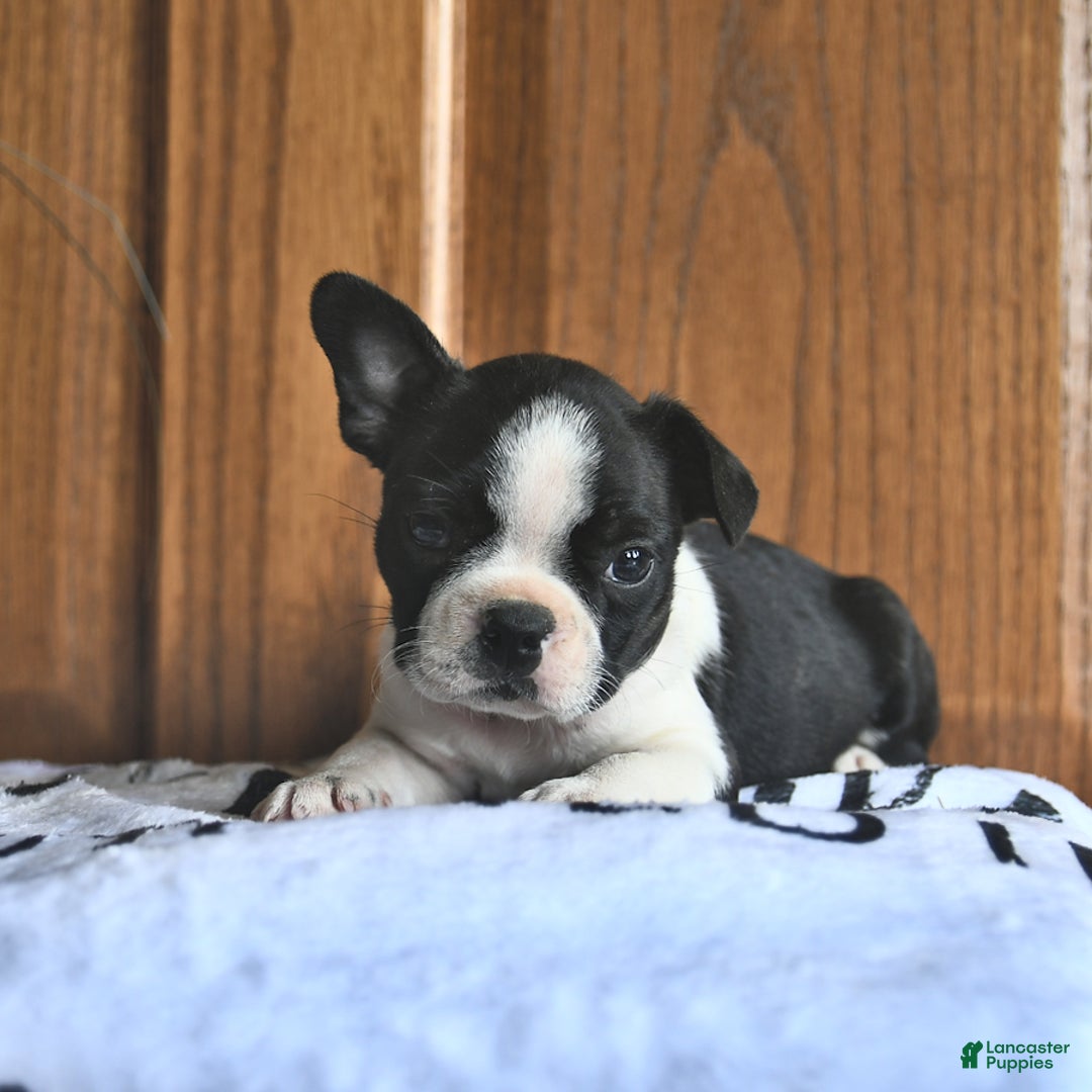 Boston Terrier dogs for sale: Heidi - Image 4