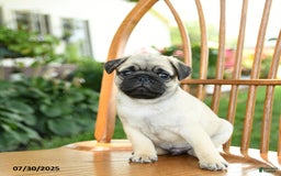 Pug dogs for sale: Bouncer - Image 4