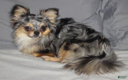 Chihuahua dogs for sale: Black Tri Male - Image 7