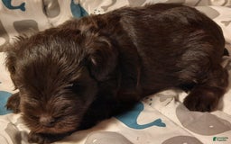 Miniature Schnauzer dogs for sale: Boy1 - Image 19