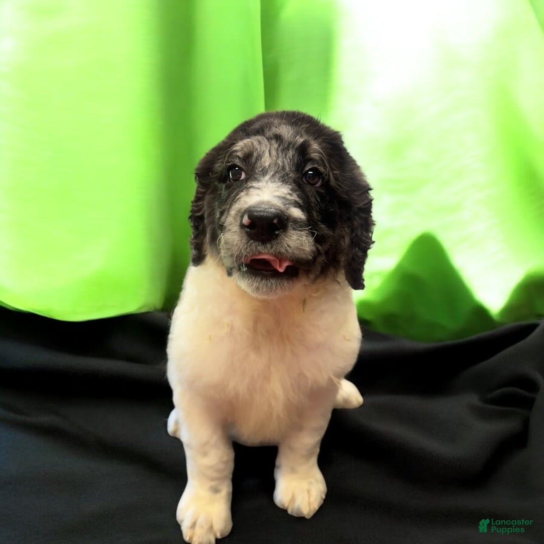 Labradoodle dogs for sale: Blaze - Image 1