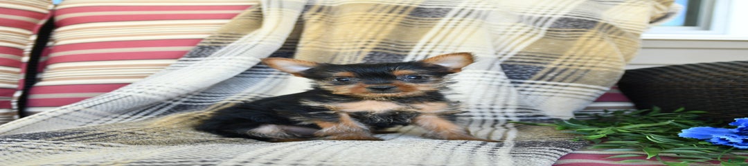 Taffy