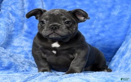 French Bulldog dogs for sale: Jay - Image 6