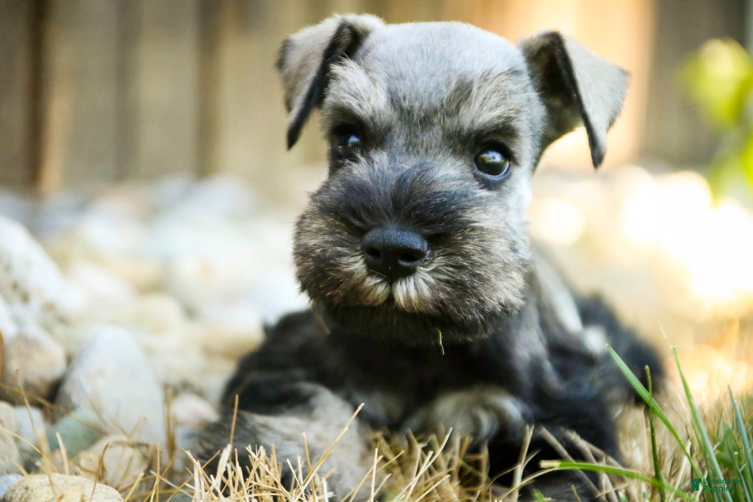 Miniature Schnauzer dogs for sale: Han - Image 11
