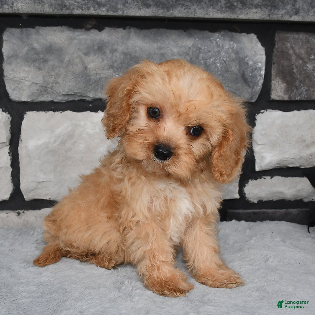 Cavapoo dogs for sale: Bowser - Image 1