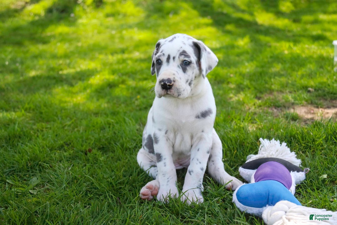 Great Dane dogs for sale: Electra - Image 4