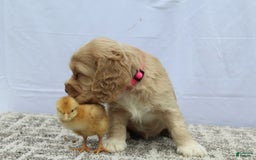 Cocker Spaniel dogs for sale: Sugar - Image 4