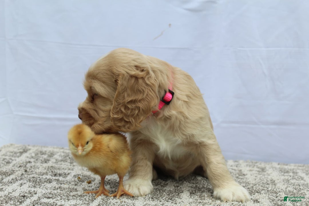Cocker Spaniel dogs for sale: Sugar - Image 4