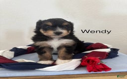 Mini Aussiedoodle dogs for sale: Wendy - Image 1
