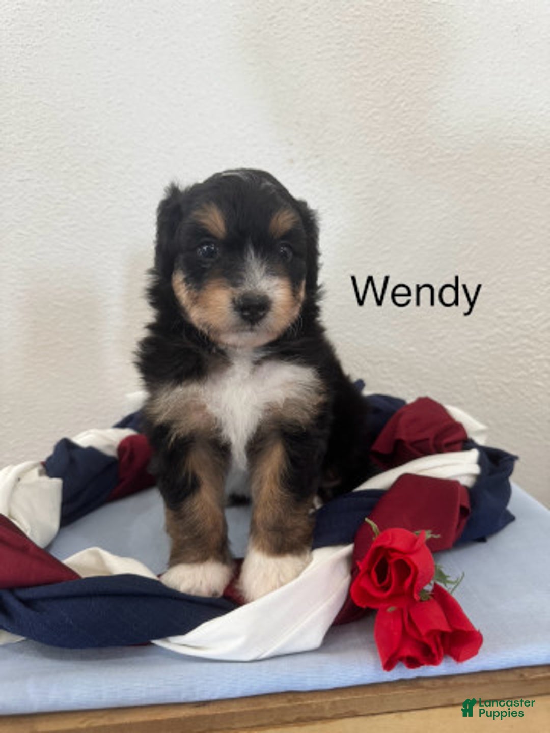Mini Aussiedoodle dogs for sale: Wendy - Image 1