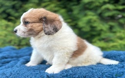 Saint Berdoodles dogs for sale: Bruno - Image 5