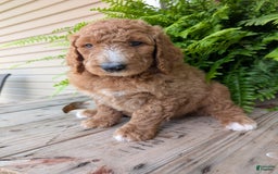 Goldendoodle dogs for sale: Asher - Image 13