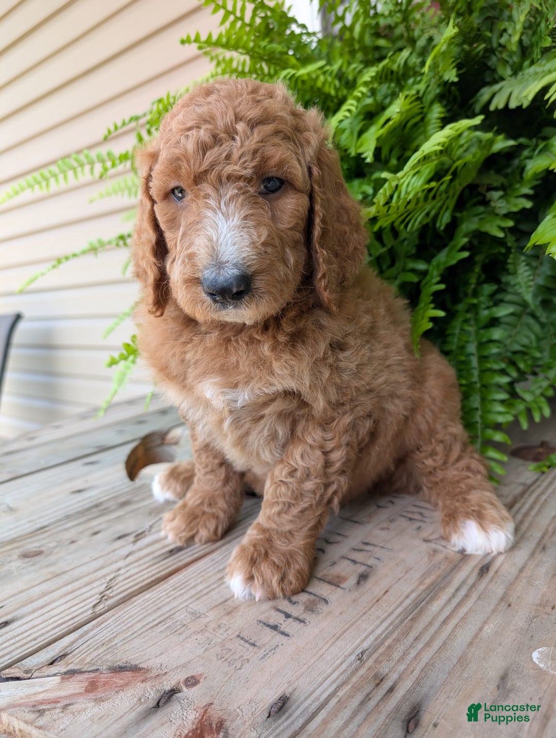 Goldendoodle dogs for sale: Asher - Image 13