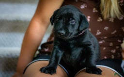Labrador Retriever dogs for sale: Raven - Image 4
