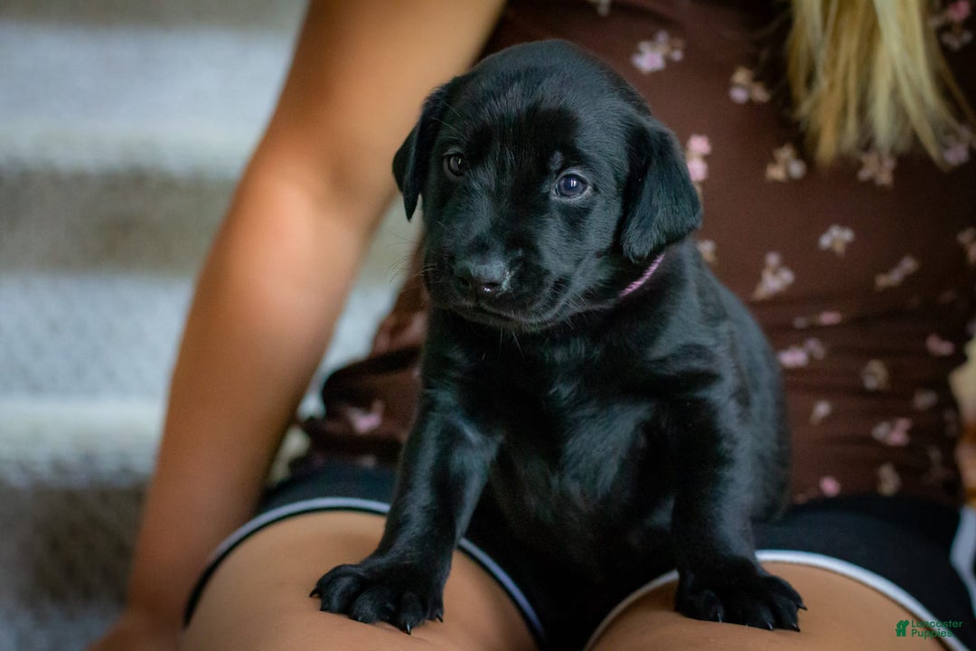 Labrador Retriever dogs for sale: Raven - Image 4
