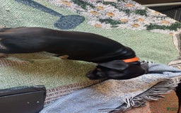 Dachshund dogs for sale: Naruto - Image 4