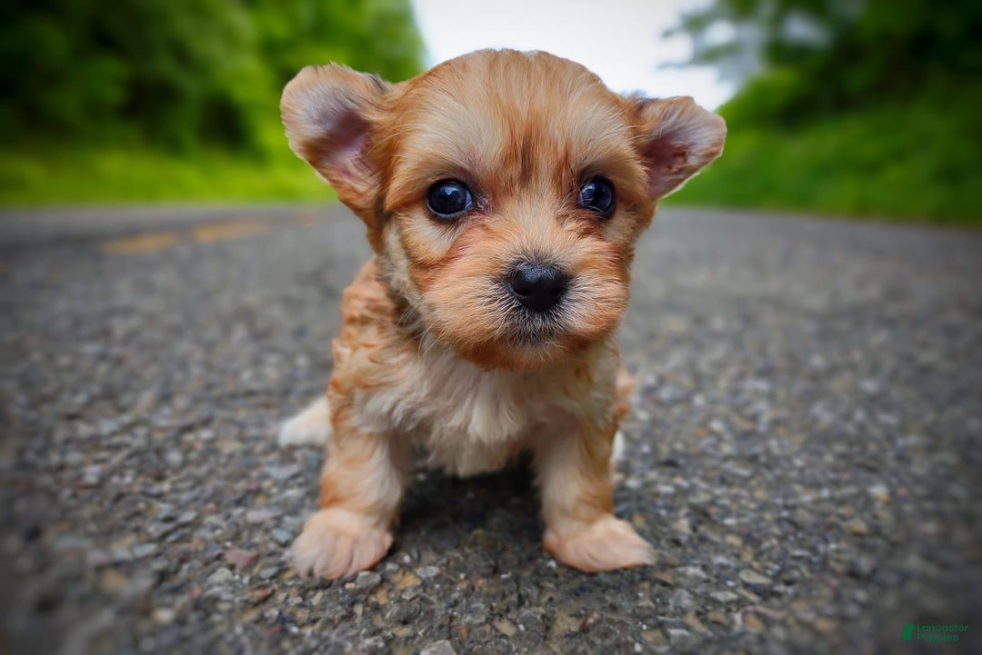 Morkie dogs for sale: Rare Gold Merle Bumblebee - Image 11