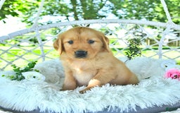 Golden Retriever dogs for sale: Abram - Image 18