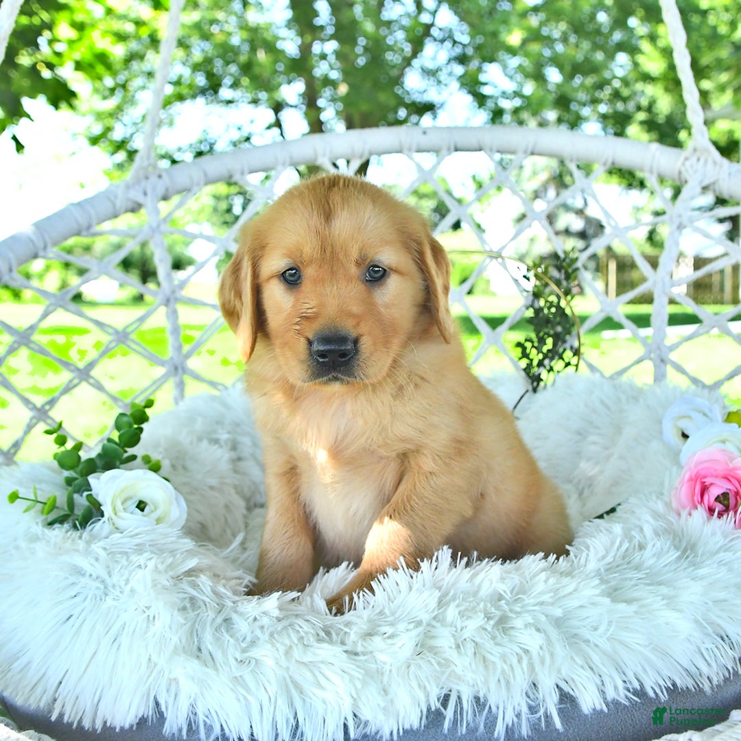 Golden Retriever dogs for sale: Abram - Image 18