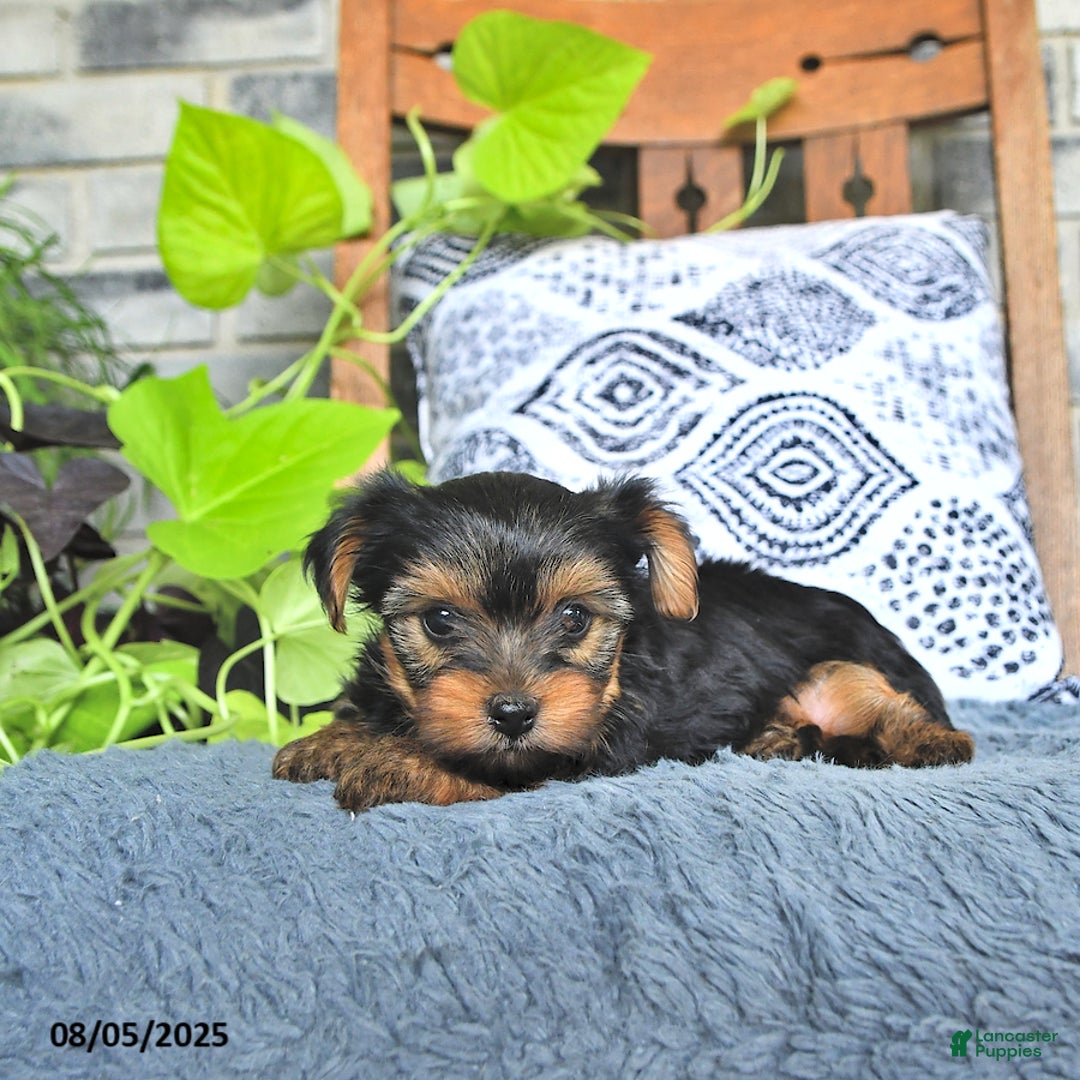Yorkshire Terrier dogs for sale: Pearl - Image 2