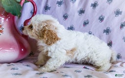 Cavalier King Charles Spaniel dogs for sale: Flurry - Image 4