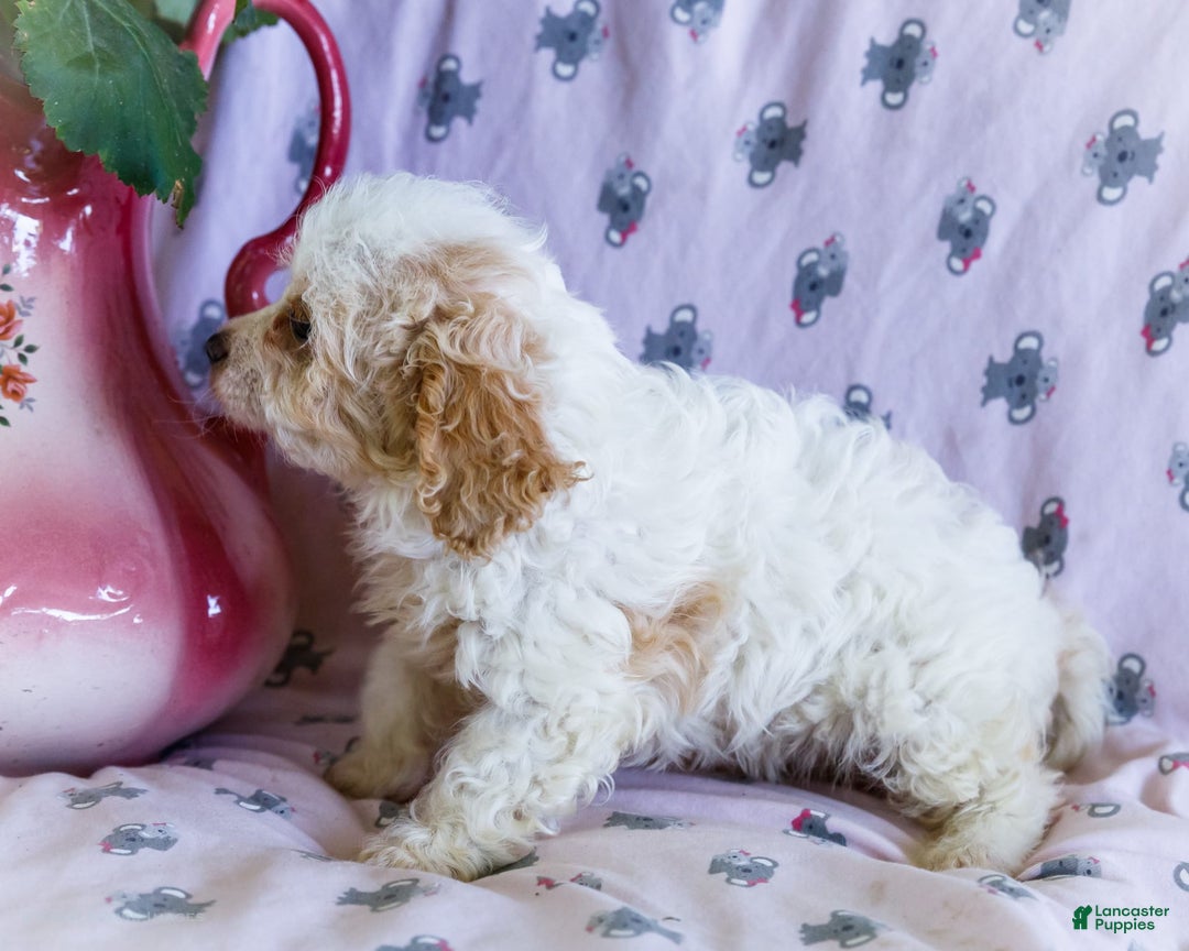 Cavalier King Charles Spaniel dogs for sale: Flurry - Image 4