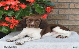 English Springer Spaniel dogs for sale: Charlotte - Image 5