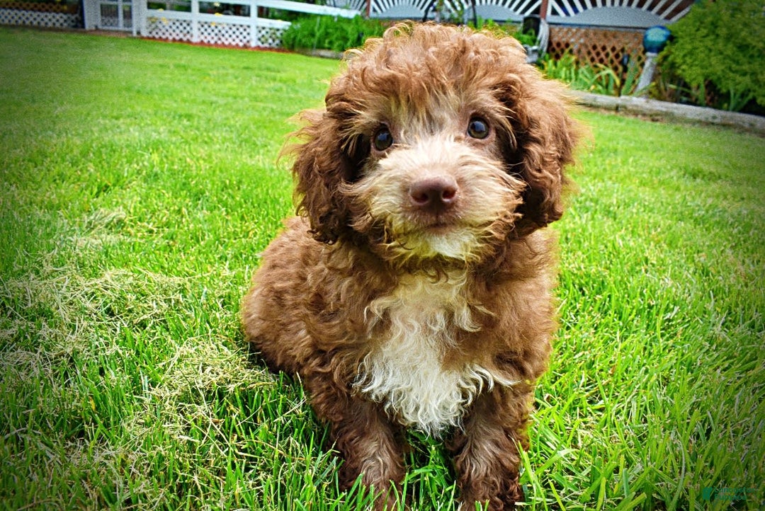 Havapoo dogs for sale: Toto - Image 22