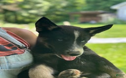 Gerberian Shepsky dogs for sale: Princess - Image 6