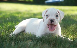 Boxer dogs for sale: Sadie - Image 2