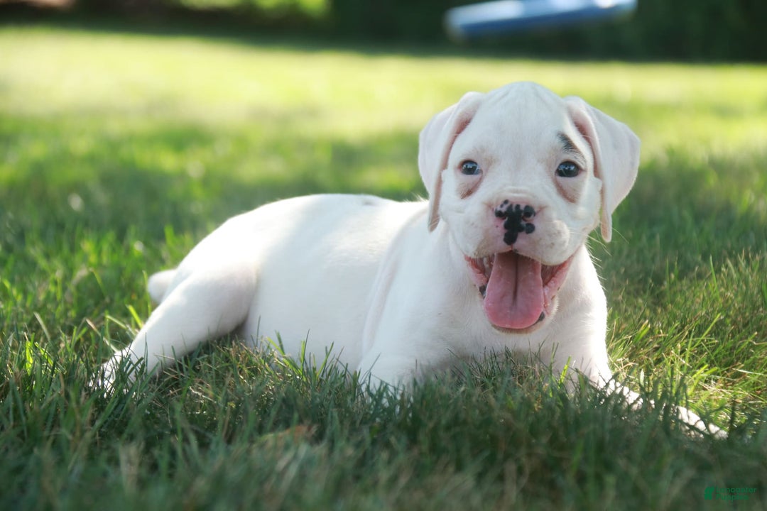 Boxer dogs for sale: Sadie - Image 2