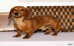 Miniature Dachshund dogs for sale: Arrow - Image 11