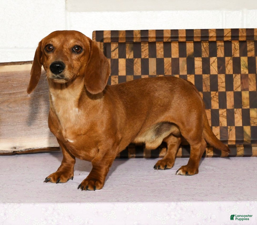 Miniature Dachshund dogs for sale: Arrow - Image 11